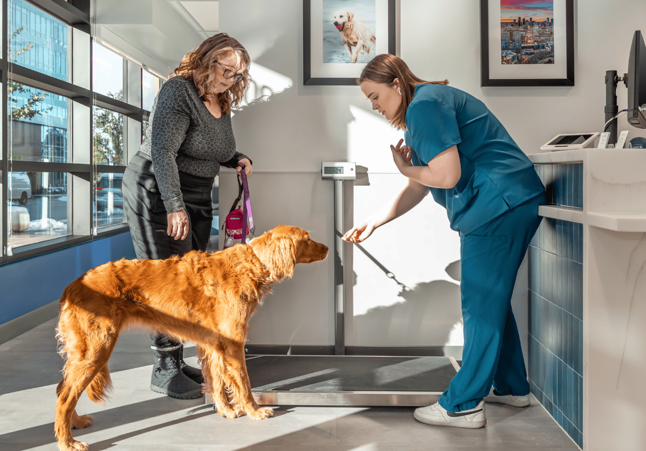 Livewell Animal of Sloan Lake team member taking weight of dog with owner nearby